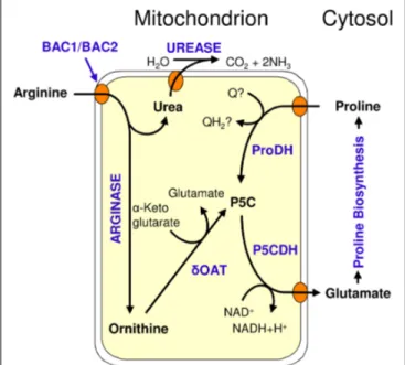 FIGURE 2 | Catabolism of arginine in Arabidopsis; BAC1/BAC2: Basic amino acid transporter 1/2; δOAT: Ornithine-δ-aminotransferase; ProDH: Proline dehydrogenase; P5CDH: P5C dehydrogenase; P5C: Pyrroline-5-carboxylate; Q/QH 2 : oxidized/reduced ubiquinone.