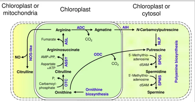 FIGURE 3 | Metabolism of arginine and its utilization for polyamine synthesis and NO generation in Arabidopsis; ODC: Ornithine decarboxylase; OTC: Ornithine transcarbamylase; ASSY: Argininosuccinate synthase; ASL: Argininosuccinate lyase; ADC: