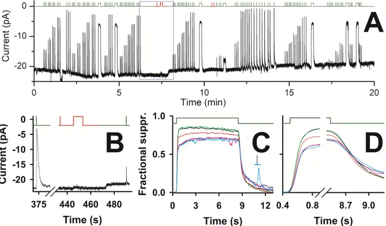 Fig 2. Recording stability and wavelength discrimination of the zebrafish green sensitive cones