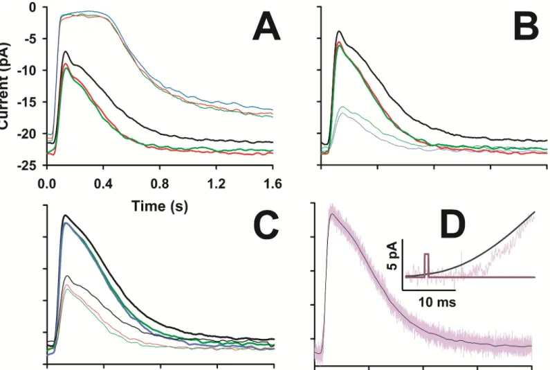 Fig 3. Flash response reproducibility. A, B, and C illustrate the average and smoothed response (as described in Methods) of three consecutive flashes of same intensity delivered within ~2, ~5, ~10, ~15 min from the beginning of recording (black, green, re