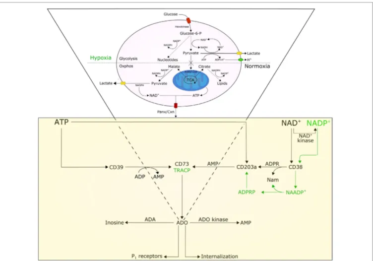 FiGUre 1 | Model illustrating the involvement and interplay of AtP, NAD + , and adenosine (ADO) in normoxic and hypoxic conditions