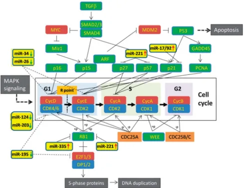 Figure 1 Aberrant miRNA expression in liver cancer promotes cell-cycle progression. A simplified pathway of cell cycle regulation is presented that shows the effects of various aberrantly expressed miRNAs in liver cancer