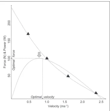 figure 1.—representation of the force-velocity (dashed curve) and  power-velocity (dotted curve) relationships