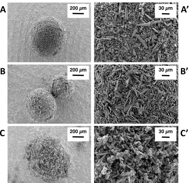 Figure 1. SEM images depicting the morphology of ribavirin-excipient agglomerates obtained with (A –A’) mannitol/lecithin microparticles (AM1); (B–B’) chitosan/ lecithin microparticles (AM2), and (C –C’) a-cyclodextrin/lecithin microparticles (AM3) at 250