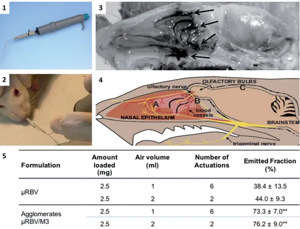 Figure 3. The panels are showing: (1) dry powder insufflator device; (2) tip insertion in the nose of an animal; (3) distribution in the nasal cavity of agglomerates containing a blue marker, arrows indicate regions where the staining is more evident; (4) 