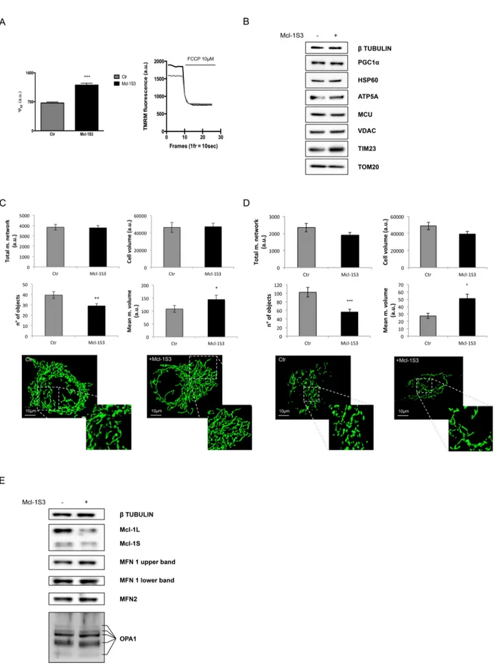 FIGURE 4: The  Ψ m  and morphological changes in the mitochondria of ASO-transfected HeLa cells