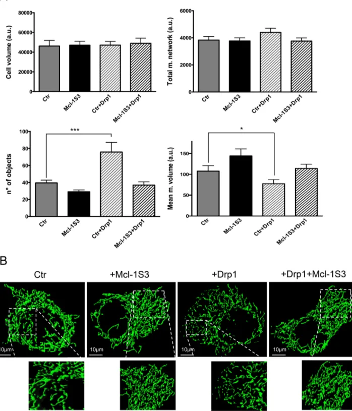 FIGURE 5:  Mcl-1L involvement in mitochondrial dynamics is Drp1 dependent. (A) Analysis of mitochondrial morphology  under four experimental conditions