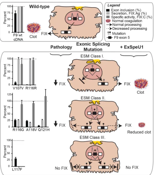 Fig 5. The effect of FIX exon 5 mutations on splicing and FIX secretion/activity explains the residual FIX levels in Hemophilia B patients and the therapeutic potential of a splicing-switching molecule