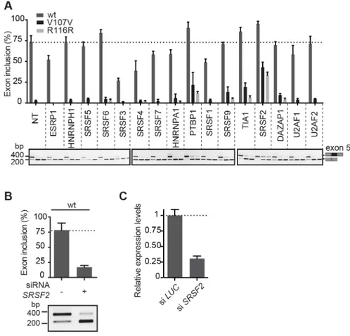 Fig 2. Identification of SRSF2 as the main splicing factor responsible for FIX exon 5 recognition