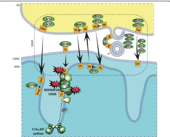 Fig. 4 Lipid network at the MAMs. The ER-mitochondria contact sites integrate assembly of autophagosomes, synthesis, and traf ﬁcking of phospholipids, cholesterol (Chol) and ceramides (Cer) by a network of MAM- residing enzymes