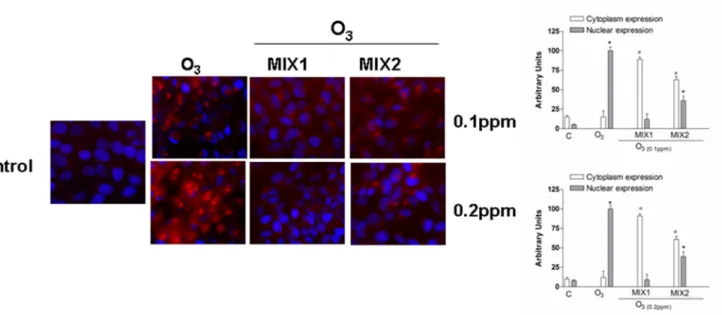 Fig 7. O 3 induced NF-kB (p65 subunit) activation in human keratinocytes and MIX 1 and MIX 2 pre-treatment for 24 h reverted this effect