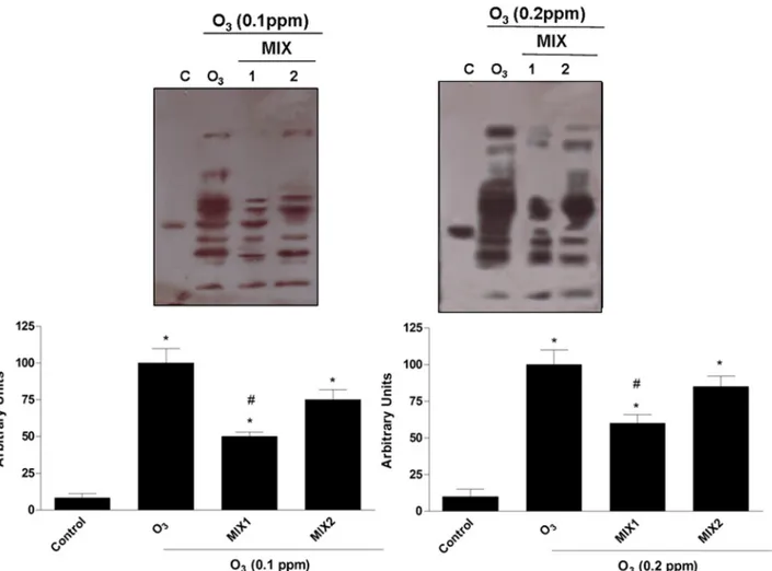 Fig 3. Protective effect of MIX 1 and MIX 2 against O 3 -induced HNE protein adducts formation in human keratinocytes