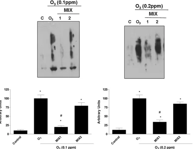 Fig 4. O 3 induced carbonyl groups formation in human keratinocytes and MIX 1 and MIX 2 pre-treatment prevented this effect