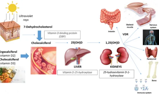 Figure 1. Effects of Vitamin D and target organs. 