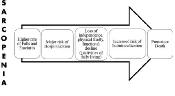 Figure 2. Putative pathway from sarcopenia and health outcomes. 