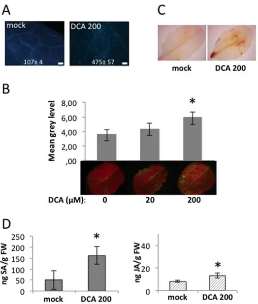 Fig. 1 Deoxycholic acid (DCA) induces defence accumulation in Arabidopsis leaves. Arabidopsis leaves of 5-week-old plants were sprayed with DCA at the indicated concentration (20 or 200 l M ) or mock-treated