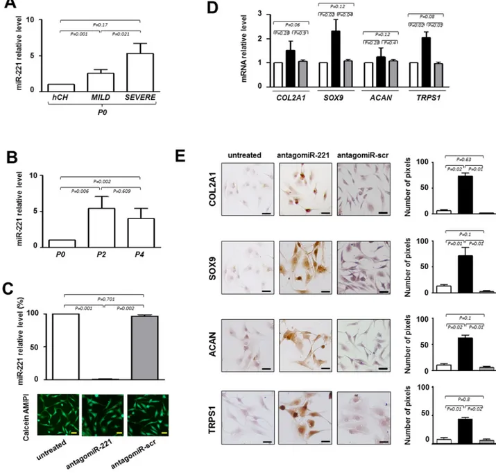 Figure  2.  Evaluation  of  the  effect  of  antagomiR‐221  treatment  on  intervertebral  disc  cells  (IVD)  cells