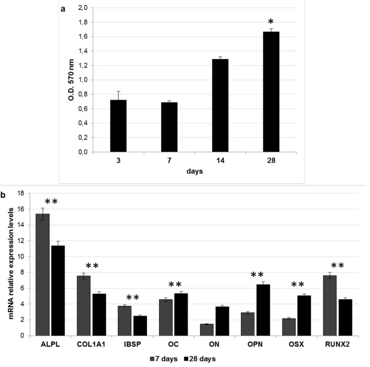 Fig 6. Biological responses of ADSCs seeded onto DBS3 granules. (a) Proliferation rate of ADSCs seeded onto DBS3 granules for 3, 7, 14 and 28 days calculated with MTT assay