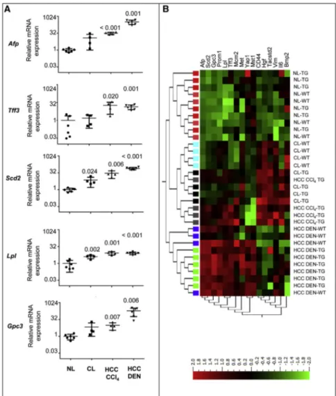 Figure 4. Tumor-Associated Genes Are Similarly Deregulated in CCl4-Induced and