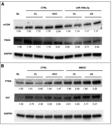Figure 6. miR-199a-3p and miR-221 Targets Are Deregulated in miRNA- miRNA-Treated TG221 Mice