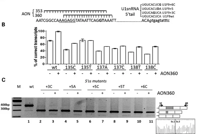 Figure 3. Antisense oligonucleotides masking the cryptic 5′ss did not correct defective 5′ss mutants
