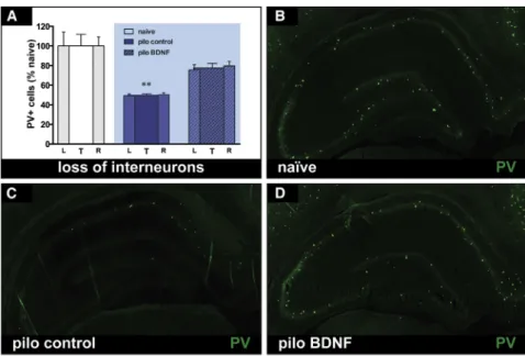 Figure 9. BDNF Preserves Hippocampal Parvalbumin Interneurons