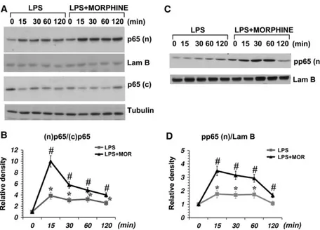 Fig. 4. Expression and morphine-induced phosphorylation and nuclear translocation of p65 isoform in LPS-activated primary microglia