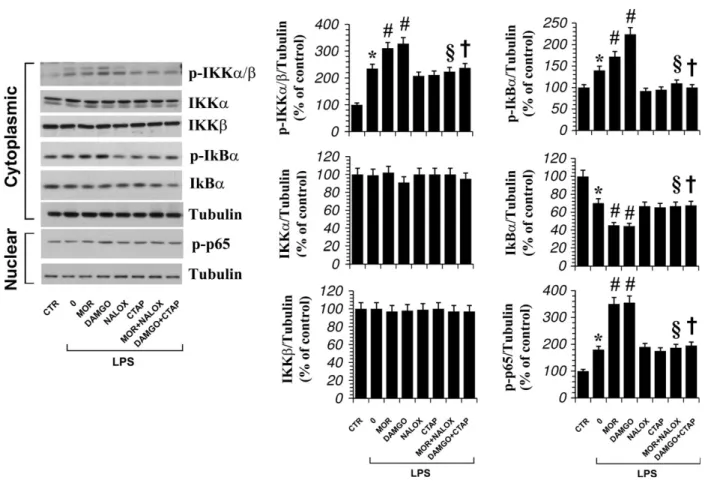 Fig. 5. Modulation of the total level of IkBa, IKKa, IKKb and of IKKa/b, IkBa and p65 phosphorylation by opioid receptor ligands in microglia