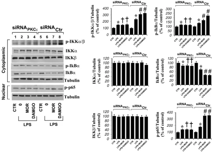 Fig. 6. Modulation of the total level of IkBa, IKKa, IKKb and of IKKa/b, IkBa and p65 phosphorylation by opioid receptor ligands in microglial cells treated with either siRNA ctr or siRNA PKCe for 24 h and cultured with LPS 1 lgmL 1 alone, plus morphine 