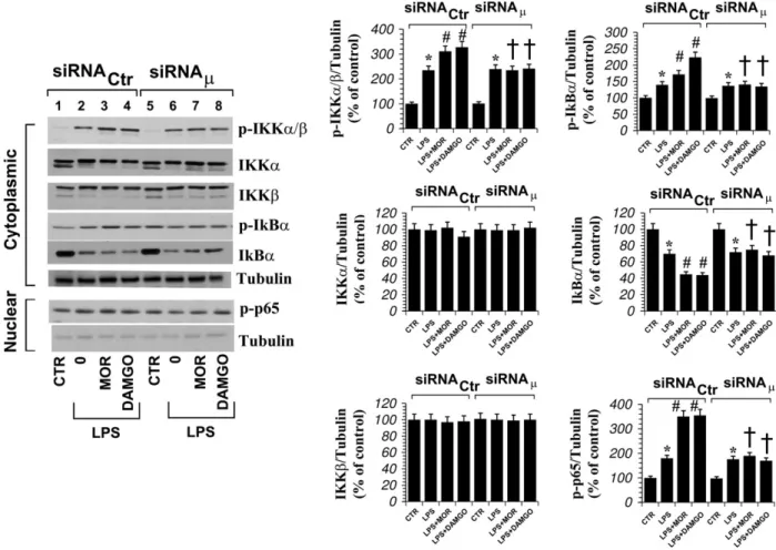 Fig. 7. Modulation of the total level of IkBa, IKKa, IKKb and of IKKa/b, IkBa and p65 phosphorylation by opioid receptor ligands in microglial cells treated with either siRNA ctr or siRNA l for 48 h and cultured with LPS 1 lgmL 1 alone, plus morphine 100