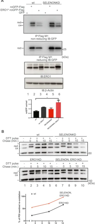 Fig. 2. SELENON defends ER redox poise in presence of ERO1. A) Immunoblot of the ER-localised redox marker protein roGFP1_iE-Flag,  FlagM1-im-munoprecipitated from extracts of WT and SELENON KD cells, and resolved by means of non-reducing or reducing SDS-P