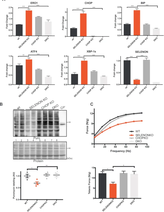 Fig. 6. Deleting CHOP rescues diaphragm dysfunction in SELENON KO mice by reducing ERO1 levels