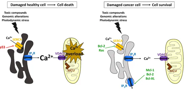 Fig. 2. Indirect modulation of the Ca 2+