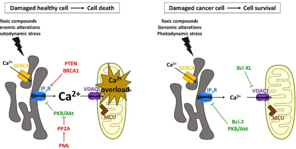 Fig. 4. Regulation of mitochondrial bioenergetics by oncogenes and tumor suppressors. Symbols and colors are as explained in the legend of Fig