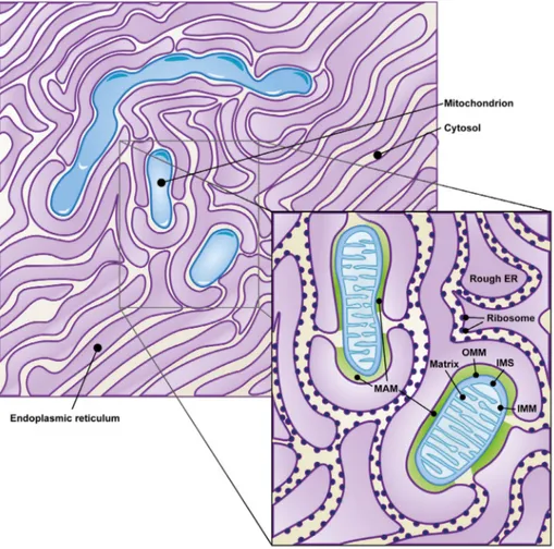 Figure 1. Mitochondria-associated ER membranes. Membranes juxtaposition of both ER and mitochondria organelles in the cytosol gives origin to the highly specialized MAM compartment (green zone in the zoom of the figure), here represented as a cartoon on th