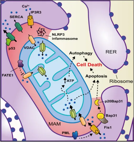 Figure 5. MAM alterations and other types of cancer. Proteins with key functions (see text for details) in a wide range of tumors are represented in the figure