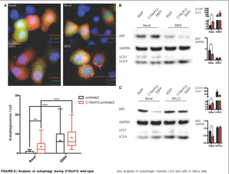 FIGURE 8 | Analysis of autophagy during C19orf12 wild-type overexpression. Representative images of HeLa cells overexpressing C19orf12-mKate2 or empty pmKate2 simultaneously with the autophagic marker LC3-EGFP (A) in basal condition or after exposure to EB