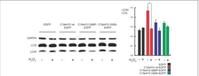 FIGURE 9 | Analysis of autophagy during C19orf12-EGFP wild-type and mutants overexpression
