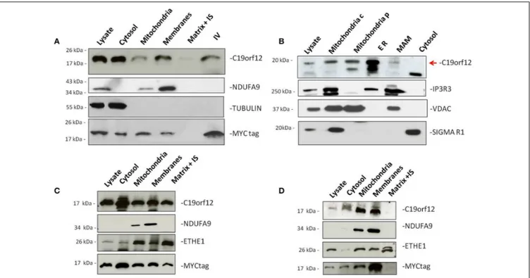 FIGURE 1 | Subcellular localization of wild-type and mutant C19orf12. HeLa cells transfected with wild-type C19orf12 MYC construct (A) and mutant versions G58S − C19orf12 MYC construct (C), and Q96P − C19orf12 MYC construct (D), were harvested to obtain