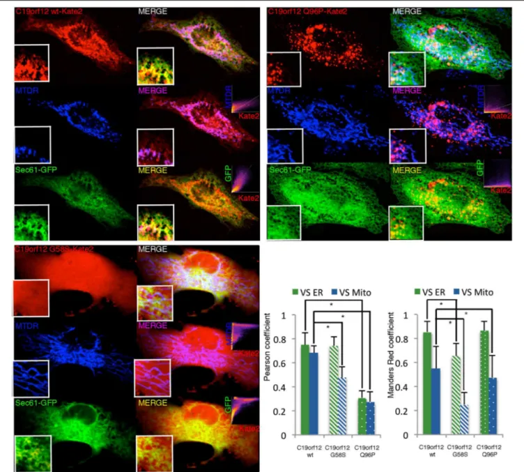 FIGURE 2 | Intracellular localization of wild-type and mutant C19orf12-mKate2 fusion protein