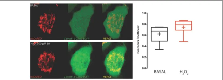 FIGURE 4 | Redistribution of C19orf12 G58S mutant during oxidative stress. Representative HeLa cells overexpressing the C19orf12 G58S-EGFP fusion protein and the mitochondrial marker mtDsRED before (upper panel) and after (lower panel) exposure to