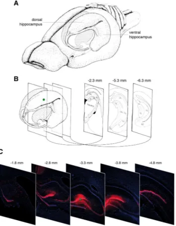 Figure 2.  Distribution of cells expressing the mCherry reporter gene. (A) Drawing of the rat brain showing  the three-dimensional organization of the hippocampus