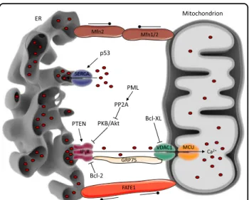 Fig. 2 Regulation of ER –mitochondrial Ca 2+ signaling by