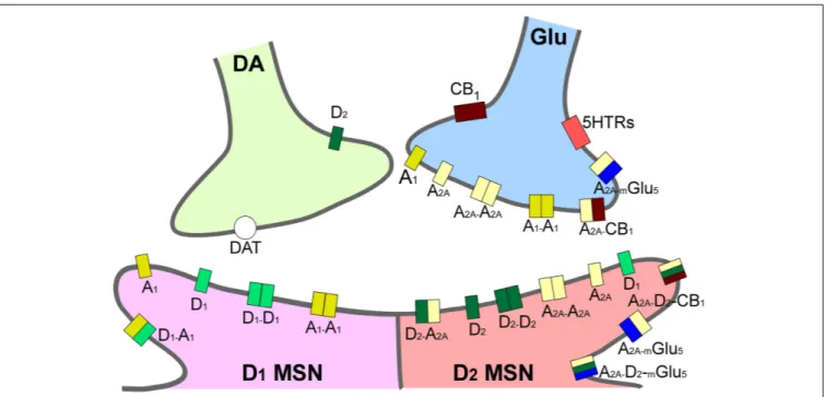 FIGURE 2 | Integrative scheme of reward circuit in striatum with focus on adenosine and dopamine receptors and their interactions