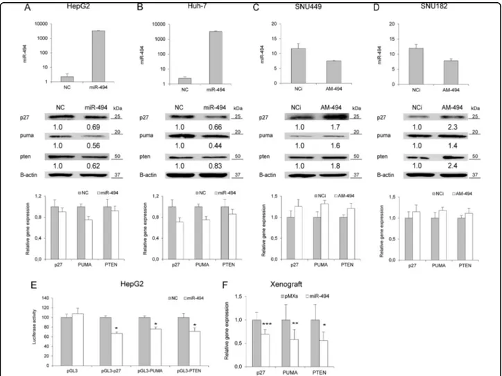 Fig. 3 MiR-494 targets CDKN2B, BBC3 and PTEN in HCC. a QPCR and WB analyses of miR-494 and target genes in miR-494 overexpressing HepG2 and b Huh-7 cells