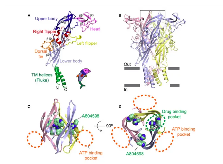 FIGURE 2 | Visualization of the drug-binding pocket of the P2X7R. (A) Schematic rendition of the P2X7 subunit in the “dolphin-like” shape