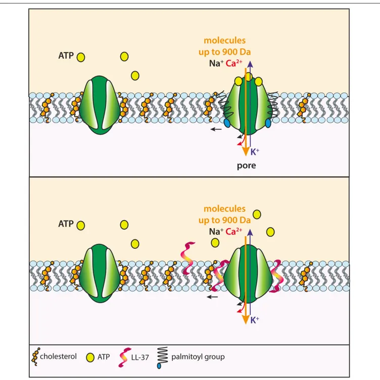 FIGURE 3 | Proposed mechanism of facilitation of macropore formation by the COOH tail of P2X7 subunits and hypothetical mechanism of action of the bactericidal peptide LL-37