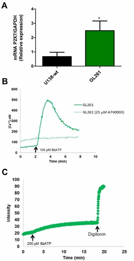 Figure 3: Characterization of the P2X7R receptor in mouse GL261 glioma cells.  (A) P2X7R mRNA expression was measured  by qPCR