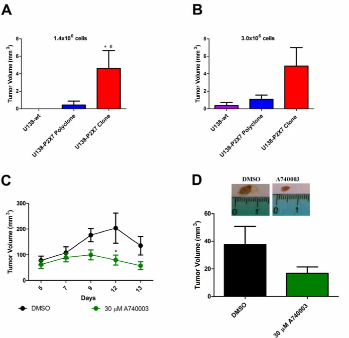Figure 7: P2X7R expression increases in vivo tumor growth.  Male athymic mice were subcutaneously inoculated with (A) 1.4 ×  10 6  or (B) 3.0x10 6  U138-wt, U138-P2X7 polyclone or U138-P2X7 clone cells