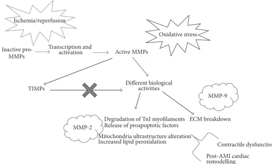 Figure 4: The matrix metalloproteinases system. MMPs activity results from different levels of regulation: transcription, activation, and inhibition by tissue inhibitors of metalloproteinases (TIMPs)